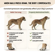 PawTrim™ Board